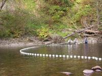 FWR students setting a beach seine net on Seymour River