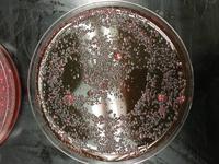 Meat juice EMB zoomed 1