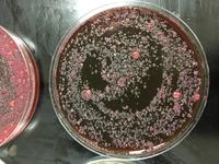 Meat juice EMB zoomed 2