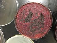 Meat juice EMB zoomed 3