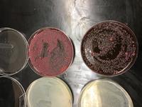 Meat juice EMB