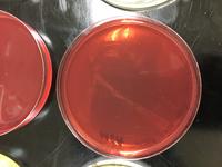 Meat juice MSA zoomed