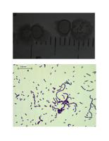 Strain C results (.docx version)