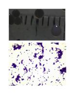 Strain E results (.odt version)
