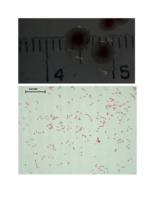 Strain F results (.docx version)