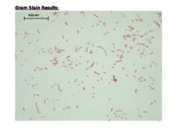 A. faecalis data set (.odp version)