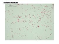 A. faecalis data set (.pptx version)