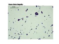 E. coli data set (.odp version)