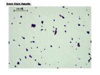 E. faecalis data set (.pptx version)