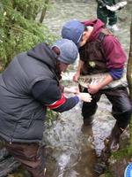 FWR students collecting milt from male chum salmon