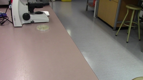 Video 8 - Results of tube inoculation