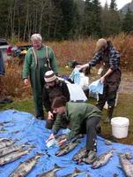 FWR students and program partners laying out salmon carcasses