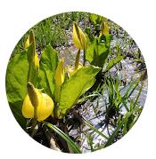 Interviews With Plants