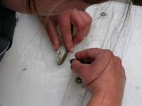 FWR student applying a dye tag to fish