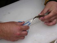 FWR students administering an adipose fin clip