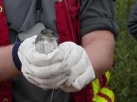 Small mammal trapping study: deer mouse