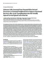 Schwann cells generated from neonatal skin-derived precursors or neonatal peripheral nerve improve functional recovery after acute transplantation into the partially injured cervical spinal cord of the rat