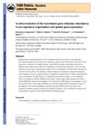 In silico evolution of the hunchback gene indicates redundancy in cis-regulatory organization and spatial gene expression