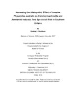 Assessing the allelopathic effect of invasive phragmites australis on sida hermaphrodita and ammannia robusta; two species at risk in Southern Ontario