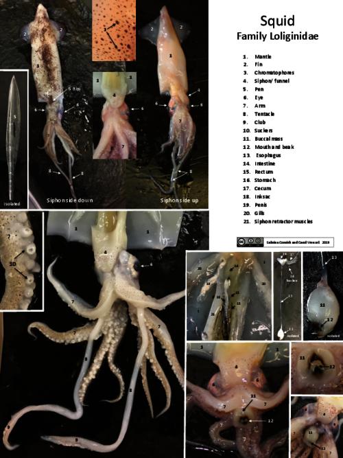 Animal Dissection Images