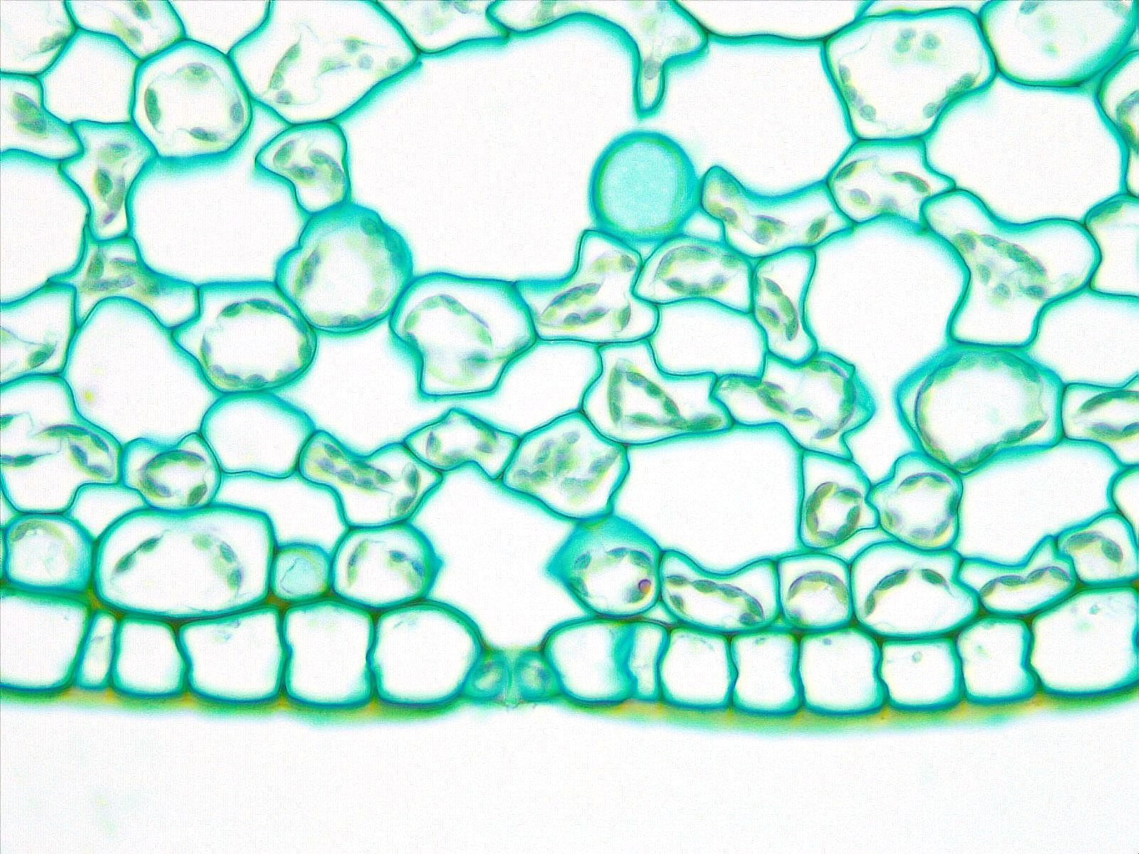 Plant Anatomy and Morphology Image Libraries