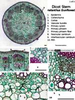 Dicot stem | BCIT Institutional Repository